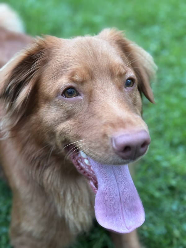 Ada the Toller